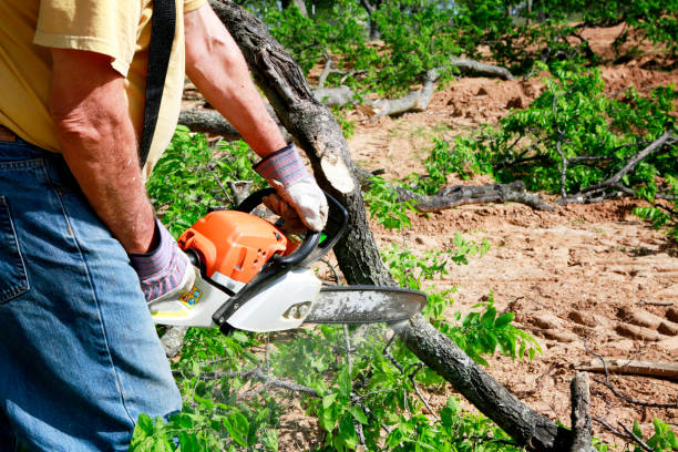 Reliable Brooksville, MS Tree Services Solutions